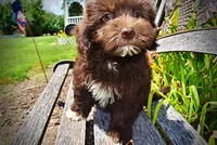 Ewok, a male Havanese and Poodle - Toy  for sale in Marshfield, MO – 2 of 10
