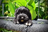 Harmony, a female Havanese and Poodle - Toy  for sale in Marshfield, MO – 4 of 10