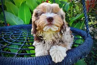 Elektra, a female Havanese and Poodle - Toy  for sale in Marshfield, MO – 5 of 10