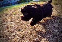 Latte, a male Havapoo for sale in Marshfield, MO – 3 of 10