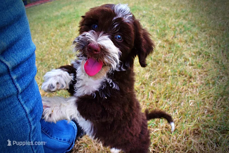 Katie – Havanese, Havapoo puppy for sale in Marshfield, MO