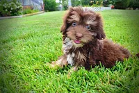 Frisky, a female Havanese and Poodle - Toy  for sale in Marshfield, MO – 3 of 10