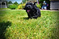 Harmony, a female Havanese and Poodle - Toy  for sale in Marshfield, MO – 2 of 10