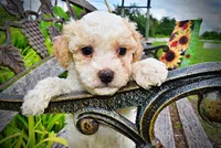 Andy, a male Havanese and Poodle - Toy  for sale in Marshfield, MO – 4 of 9