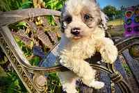 Milo, a male Havapoo for sale in Marshfield, MO – 5 of 10