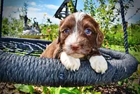 Tootsie, a female Havanese and Poodle - Toy  for sale in Marshfield, MO – 3 of 10