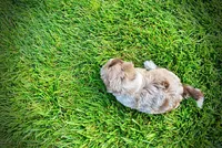 Star-SUMMER SALE!!  $100 off listed price!!, a female Havanese and Poodle - Toy  for sale in Marshfield, MO – 7 of 9