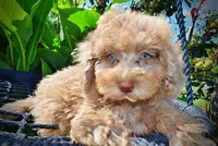 Gorgeous, a male Havanese and Poodle - Toy  for sale in Marshfield, MO – 2 of 10
