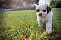 Muffin, a female Havapoo for sale in Marshfield, MO – 10 of 10