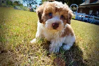 Nemo, a male Havapoo for sale in Marshfield, MO – 5 of 10