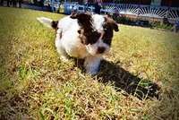 Noella, a female Havapoo for sale in Marshfield, MO – 8 of 10