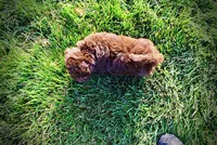 Emily, a female Havanese and Poodle - Toy  for sale in Marshfield, MO – 5 of 9