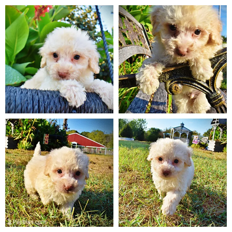 Leo – Havapoo puppy for sale in Marshfield, MO