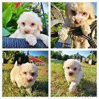 Leo, a male Havapoo for sale in Marshfield, MO – 1 of 9