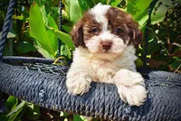 Noella, a female Havapoo for sale in Marshfield, MO – 4 of 10