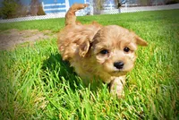 Mario, a male Havanese and Poodle - Toy  for sale in Marshfield, MO – Photo 10 of 10
