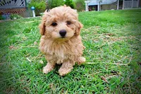 Mario, a male Havanese and Poodle - Toy  for sale in Marshfield, MO – Photo 3 of 10