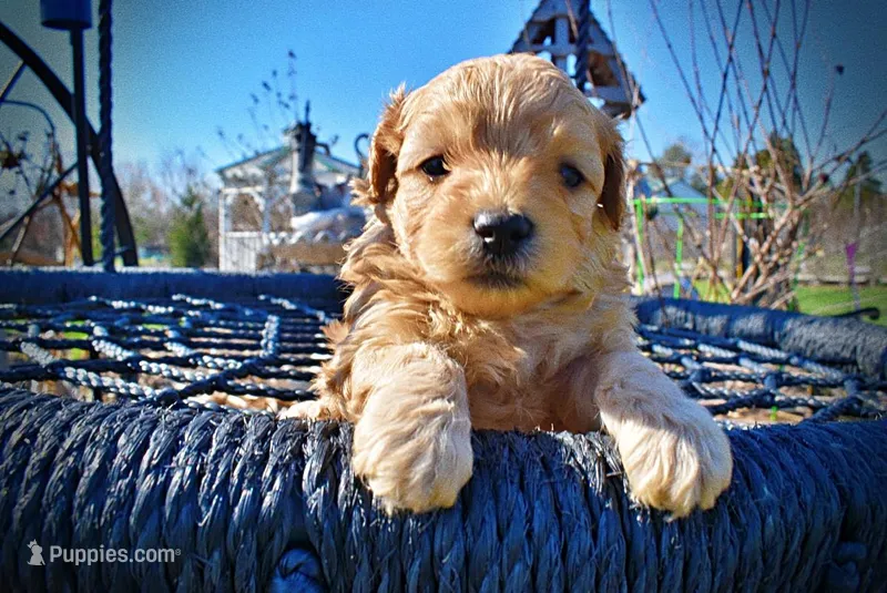 Mario – Havanese, Poodle - Toy  puppy for sale in Marshfield, MO