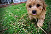 Mario, a male Havanese and Poodle - Toy  for sale in Marshfield, MO – Photo 4 of 10