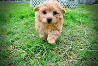 Mario, a male Havanese and Poodle - Toy  for sale in Marshfield, MO – Photo 10 of 10