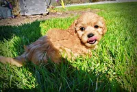 Mario, a male Havanese and Poodle - Toy  for sale in Marshfield, MO – Photo 6 of 10