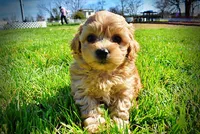 Mario, a male Havanese and Poodle - Toy  for sale in Marshfield, MO – Photo 1 of 10