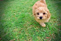 Mario, a male Havanese and Poodle - Toy  for sale in Marshfield, MO – Photo 8 of 10