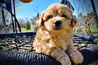 Mario, a male Havanese and Poodle - Toy  for sale in Marshfield, MO – Photo 4 of 10
