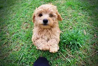 Mario, a male Havanese and Poodle - Toy  for sale in Marshfield, MO – Photo 6 of 10