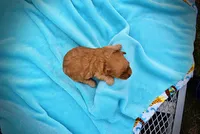 Mario, a male Havanese and Poodle - Toy  for sale in Marshfield, MO – Photo 4 of 5