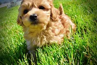 Mario, a male Havanese and Poodle - Toy  for sale in Marshfield, MO – Photo 8 of 10