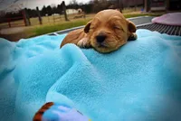 Mario, a male Havanese and Poodle - Toy  for sale in Marshfield, MO – Photo 2 of 5