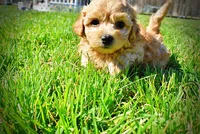 Mario, a male Havanese and Poodle - Toy  for sale in Marshfield, MO – Photo 9 of 10