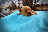 Mario, a male Havanese and Poodle - Toy  for sale in Marshfield, MO – Photo 3 of 5