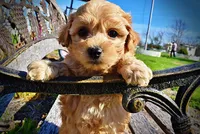 Mario, a male Havanese and Poodle - Toy  for sale in Marshfield, MO – Photo 2 of 10