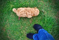 Mario, a male Havanese and Poodle - Toy  for sale in Marshfield, MO – Photo 9 of 10