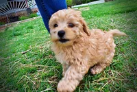 Mario, a male Havanese and Poodle - Toy  for sale in Marshfield, MO – Photo 1 of 10