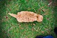 Mario, a male Havanese and Poodle - Toy  for sale in Marshfield, MO – Photo 5 of 10