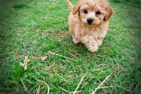 Mario, a male Havanese and Poodle - Toy  for sale in Marshfield, MO – Photo 7 of 10