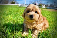 Mario, a male Havanese and Poodle - Toy  for sale in Marshfield, MO – Photo 5 of 10