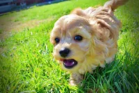 Mario, a male Havanese and Poodle - Toy  for sale in Marshfield, MO – Photo 3 of 10