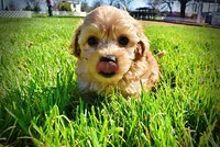 Mario, a male Havanese and Poodle - Toy  for sale in Marshfield, MO – Photo 7 of 10