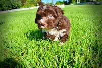 Baxter, a male Havanese and Poodle - Toy  for sale in Marshfield, MO – 5 of 10