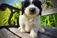 Shadow-SUMMER SALE!!  $100 off listed price!!, a male Havanese and Poodle - Toy  for sale in Marshfield, MO – 5 of 6