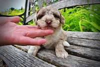 Star, a female Havanese and Poodle - Toy  for sale in Marshfield, MO – 7 of 10