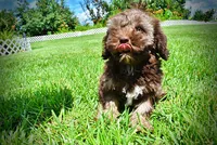 Frisco, a male Havanese and Poodle - Toy  for sale in Marshfield, MO – 7 of 10