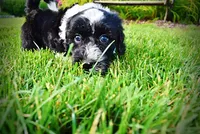 Savvy-SUMMER SALE!!  $100 off listed price!!, a female Havanese and Poodle - Toy  for sale in Marshfield, MO – 2 of 10