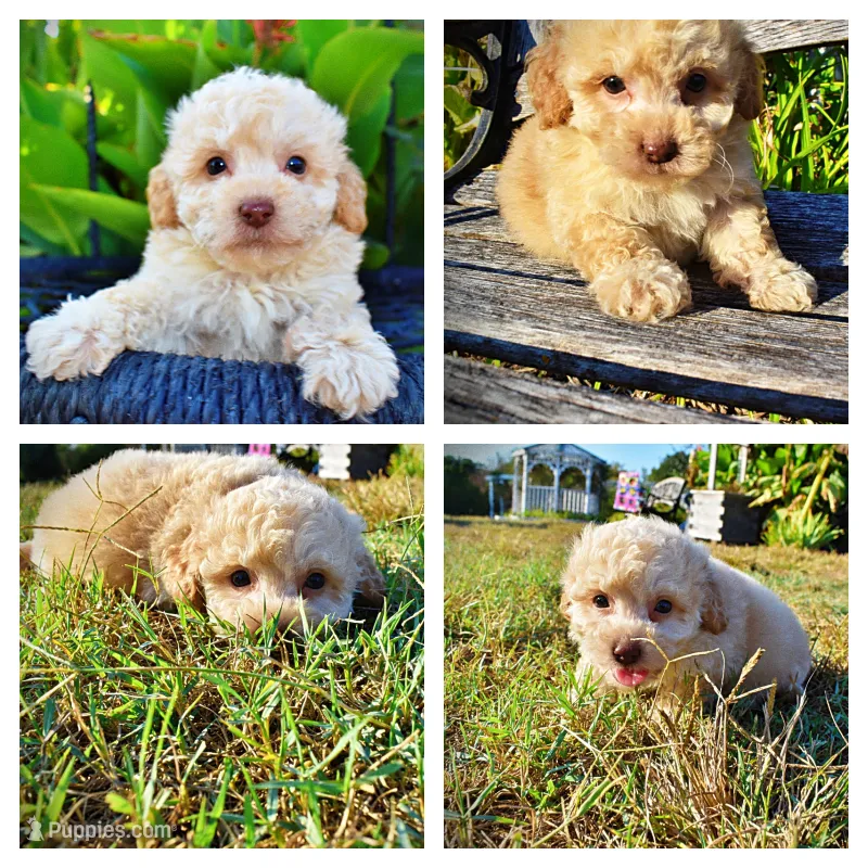 Luigi – Havapoo puppy for sale in Marshfield, MO