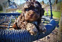 Nabisco, a male Havanese and Poodle - Toy  for sale in Marshfield, MO – Photo 3 of 10