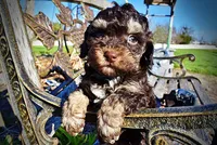 Nabisco, a male Havanese and Poodle - Toy  for sale in Marshfield, MO – Photo 1 of 10
